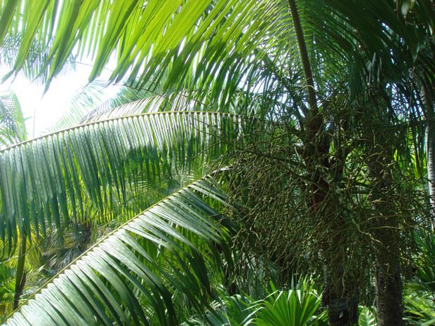 Пальма 6 - Arecaceae sp