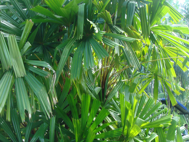 Пальма 8 - Arecaceae sp