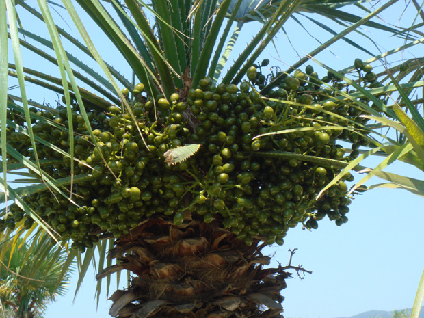 Пальма 9 - Arecaceae sp