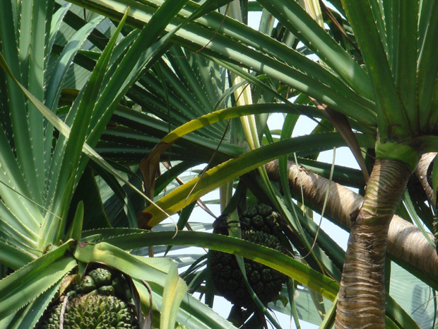 Пандан ароматнейший - Pandanus odoratissimus