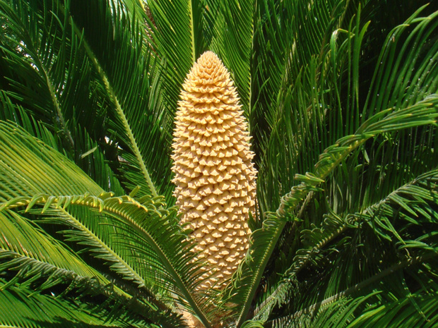 Саговник - Cycas