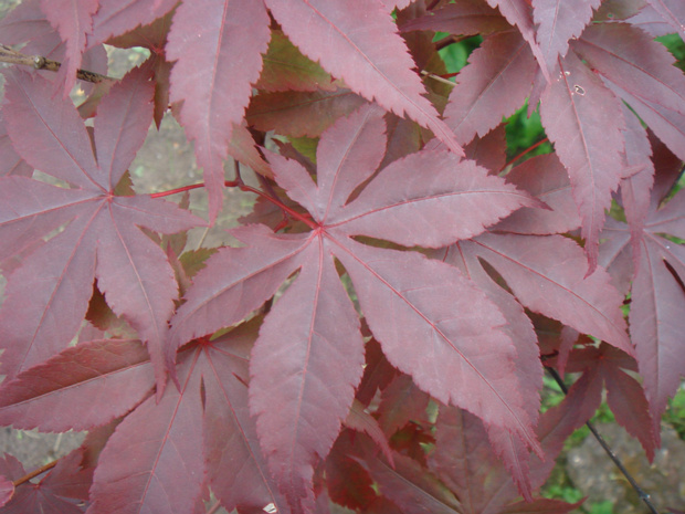 Клён веерный - Acer palmatum