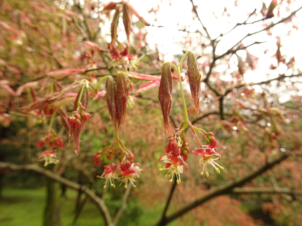 Клён дланевидный разнов. дваждырассечённый - Acer palmatum var. dissectum