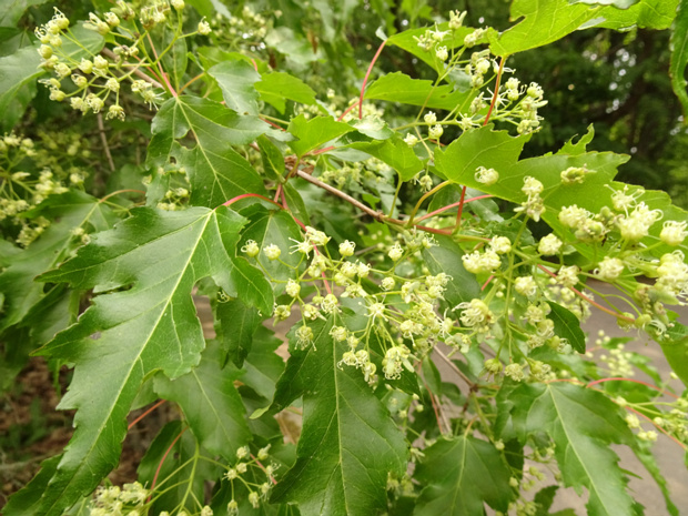 Клён татарский - Acer tataricum