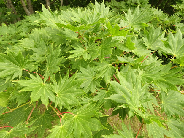 Клён японский - Acer japonicum