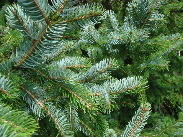 Ель аянская - Picea jezoensis