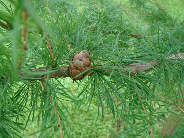 Лиственница русская - Larix russica