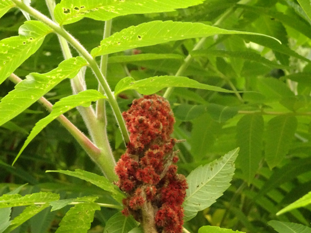 Сумах оленерогий - Rhus typhina