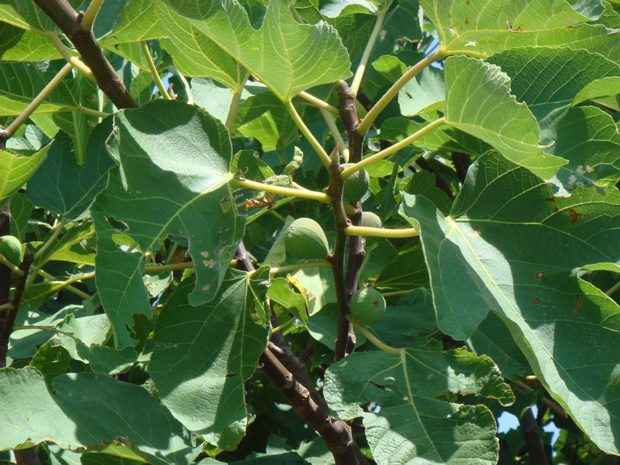 Инжир обыкновенный, Фига, Смоковница - Ficus carica