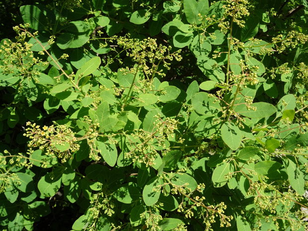 Скумпия кожевенная - Cotinus coggygria