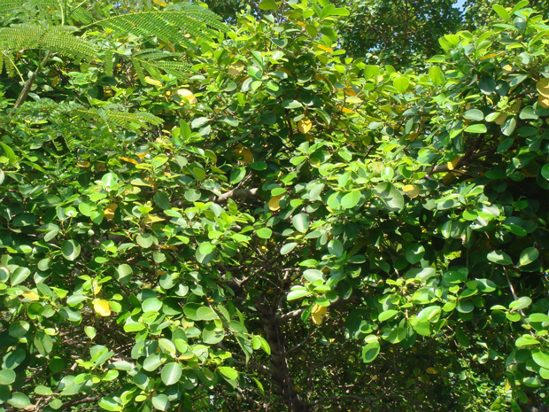 Фикус бенгальский - Ficus bengalensis