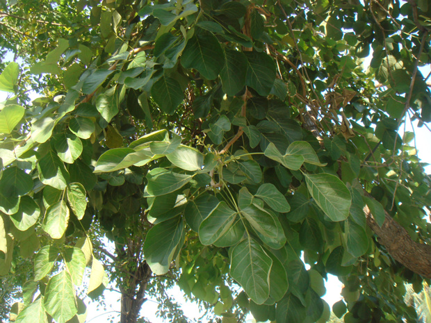 Фикус - Ficus sp