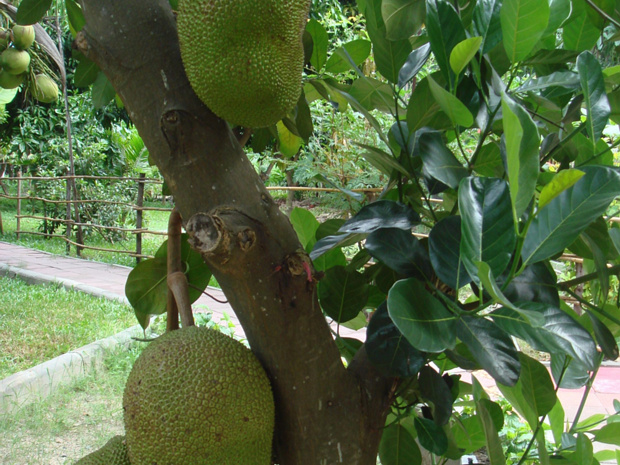 Хлебное дерево гетеротипное - Artocarpus heterophyllus