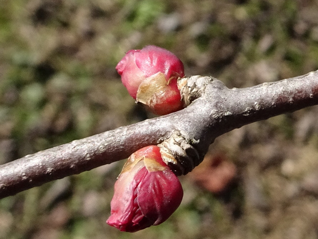 Багрянниковые - Cercidiphyllaceae