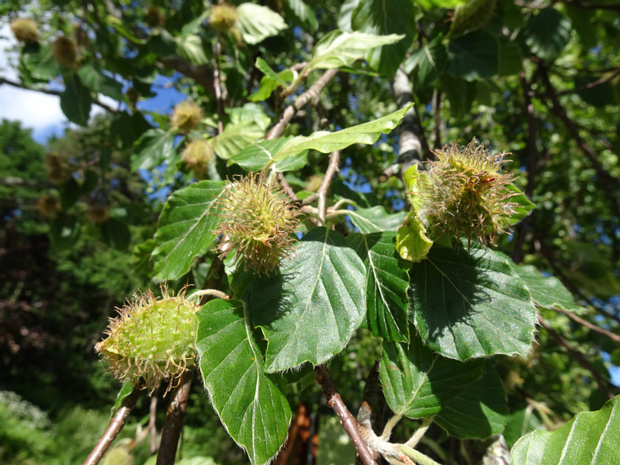 Буковые - Fagaceae