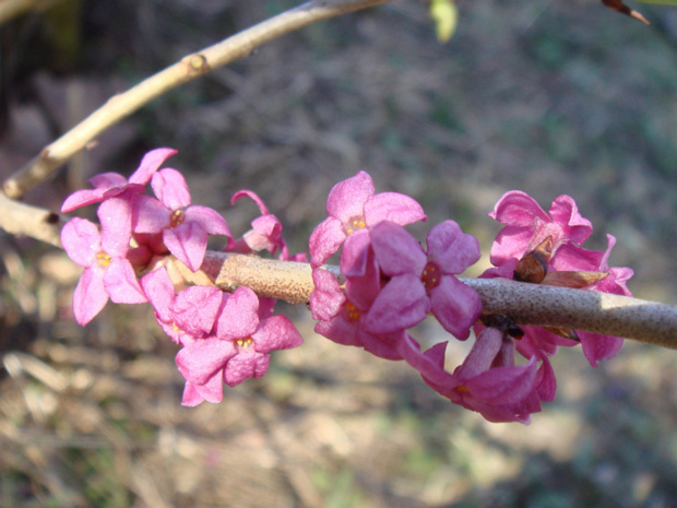 Волчеягодниковые - Thymelaeaceae