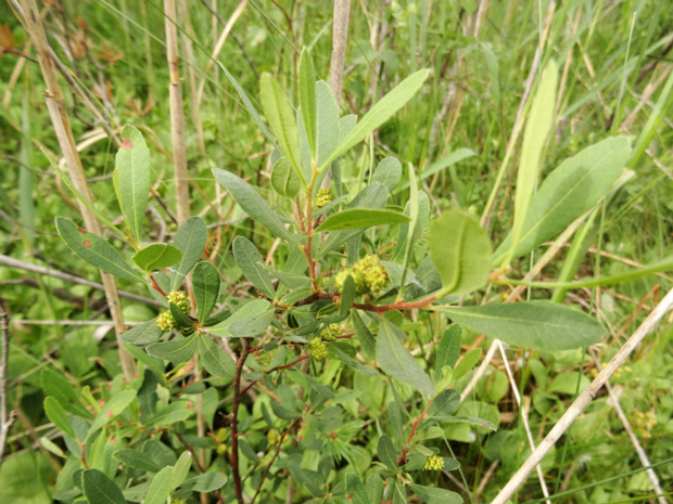 Восковницевые - Myricaceae