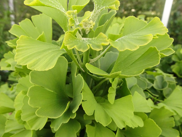 Гинкговые - Ginkgoaceae