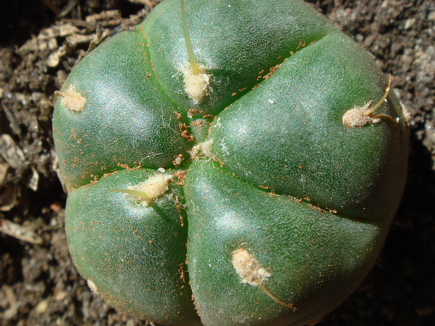 Гимнокалициум Хорста - Gymnocalycium horstii