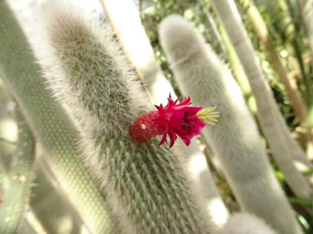 Клейстокактус Штрауса - Cleistocactus strausii