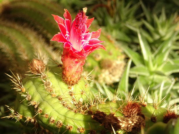 Клейстокактус самайпатанский - Cleistocactus samaipatanus