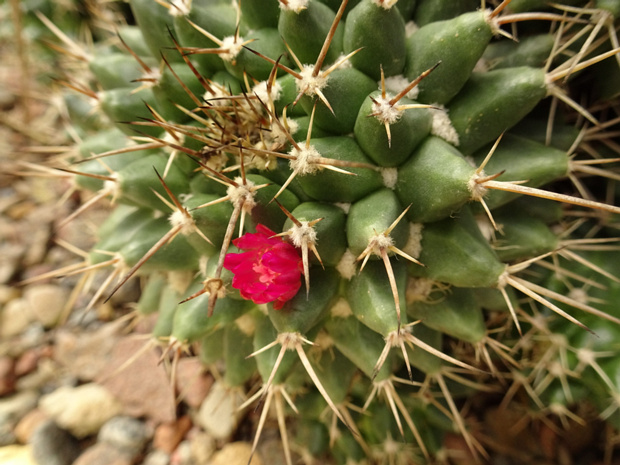 Маммилария центроколючковая - Mammillaria centricirrha