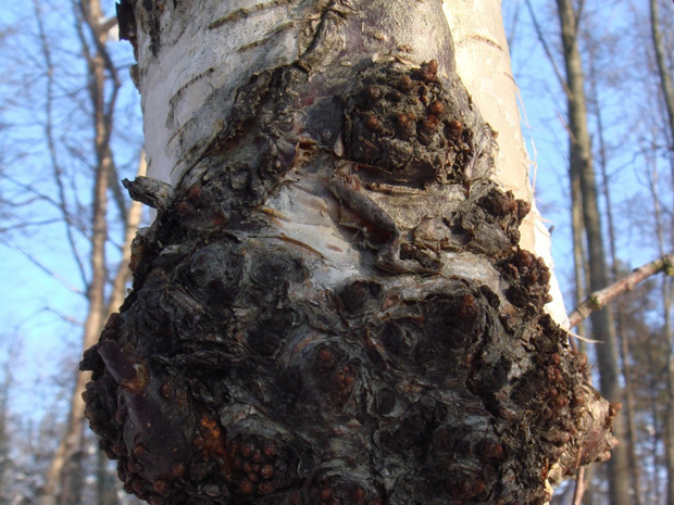 Берёза повислая - Betula pendula