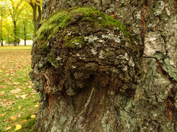 Дуб обыкновенный - Quercus robur