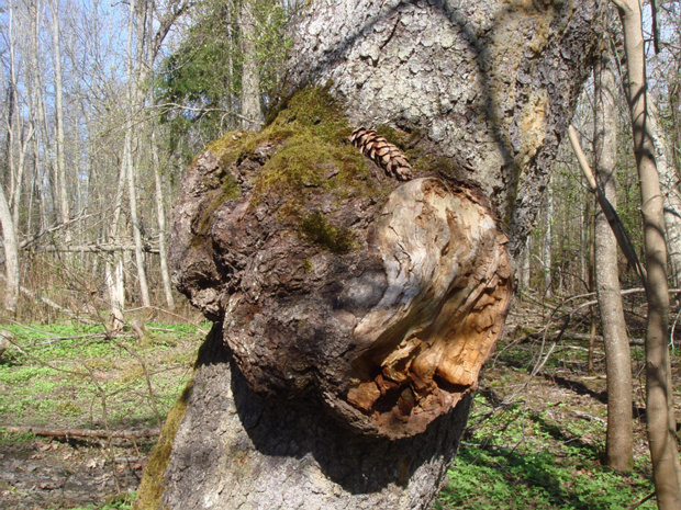 Ель обыкновенная, европейская - Picea abies