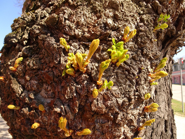 Конский каштан обыкновенный - Aesculus hippocastanum