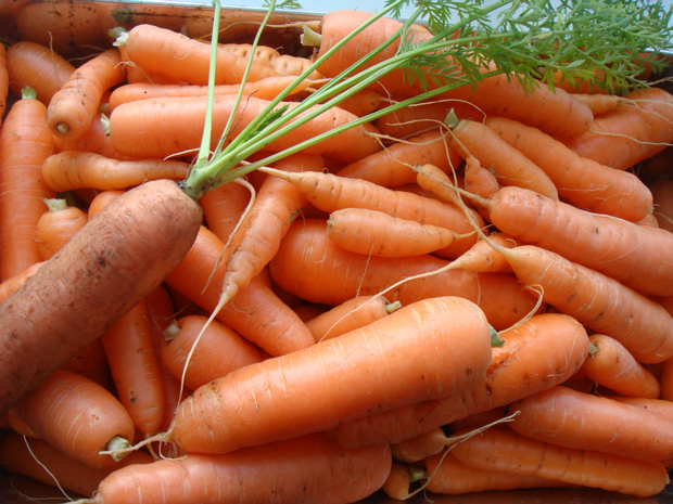 Морковь посевная - Daucus carota subsp. sativus