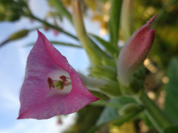 Табак обыкновенный - Nicotiana tabacum