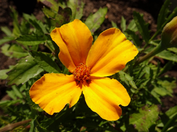 Бархатцы мелкоцветные - Tagetes patula