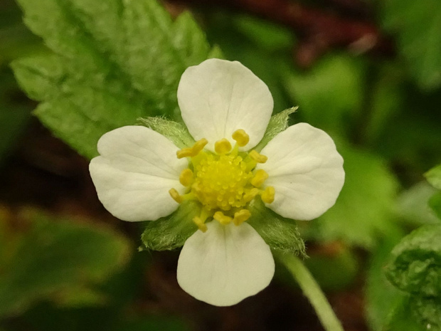 Земляника зёленая - Fragaria viridis