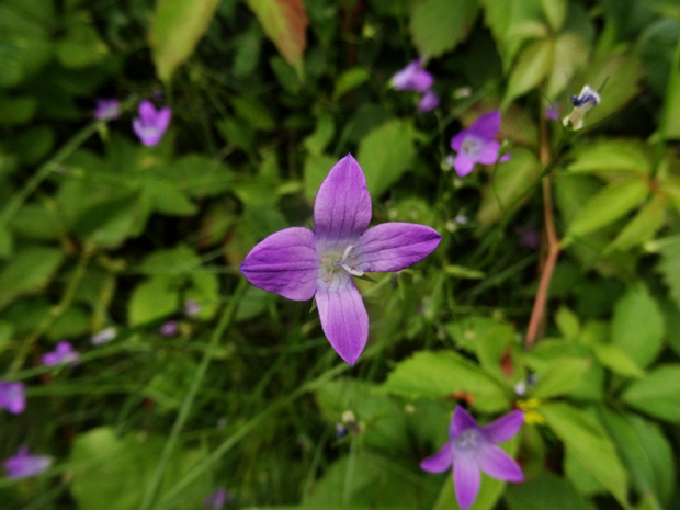 Колокольчик раскидистый - Campanula patula