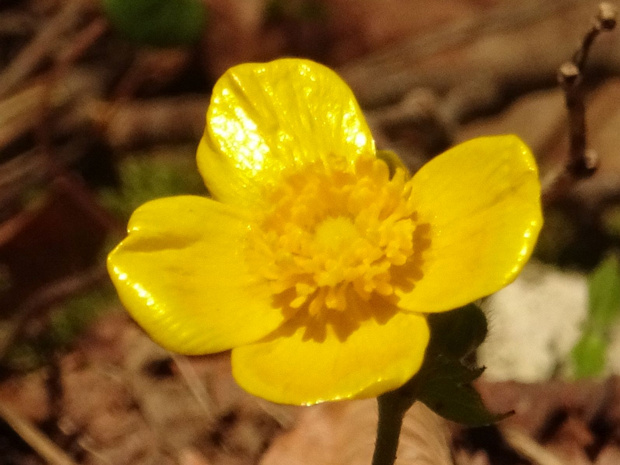 Лютик каппадокийский - Ranunculus cappadocicus