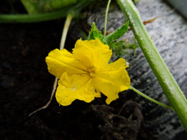 Огурец посевной - Cucumis sativus