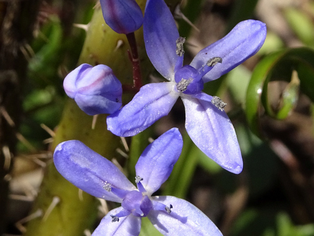 Пролеска двулистная - Scilla bifolia