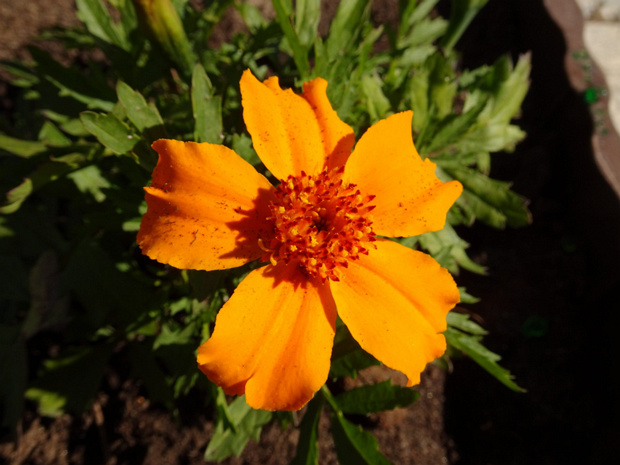 Бархатцы мелкоцветные - Tagetes patula