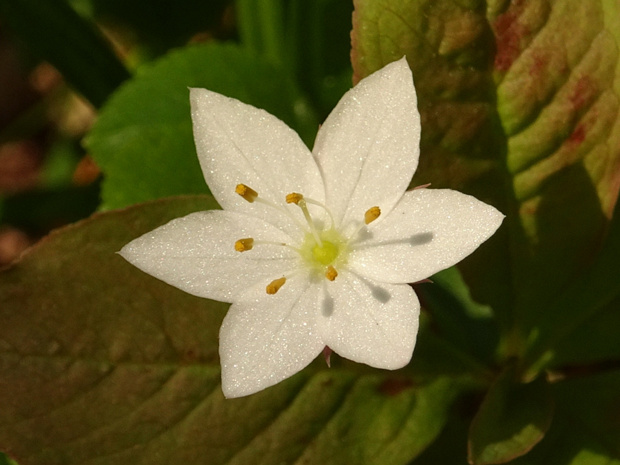 Седмичник европейский - Trientalis europaea