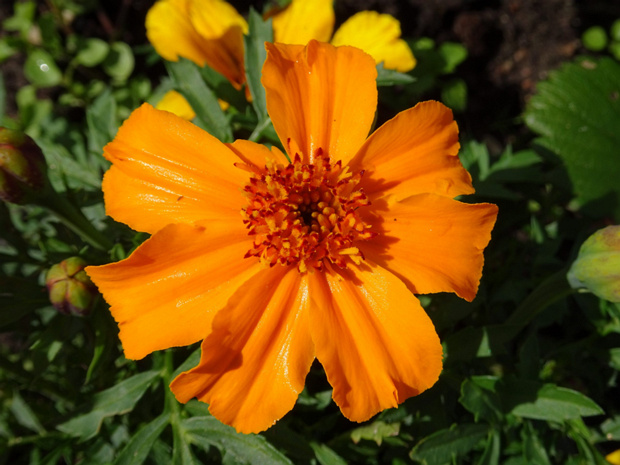 Бархатцы мелкоцветные - Tagetes patula