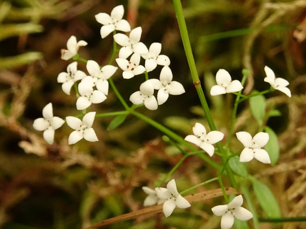 3 вместо 4 лепестков - 3 vs 4 petalled