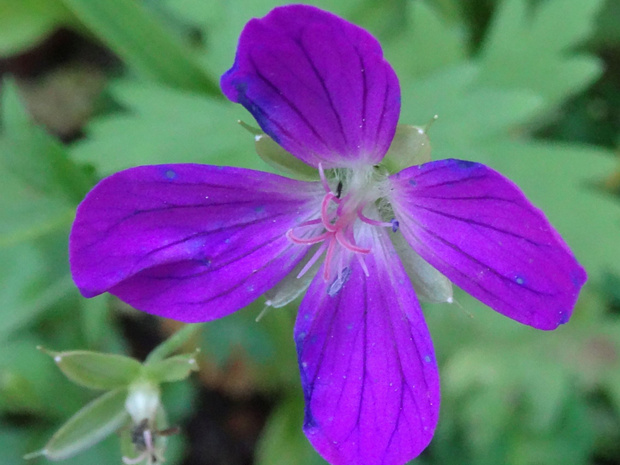 4 вместо 5 лепестков - 4 vs 5 petalled