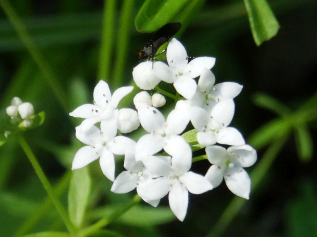 Подмаренник душистый - Galium odoratum