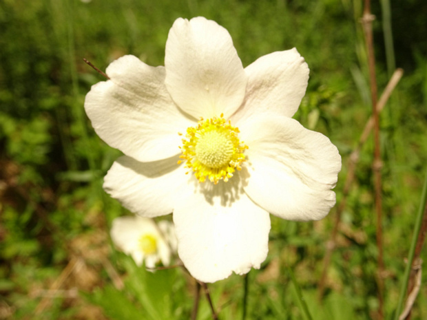 Ветренница лесная - Anemone sylvestris