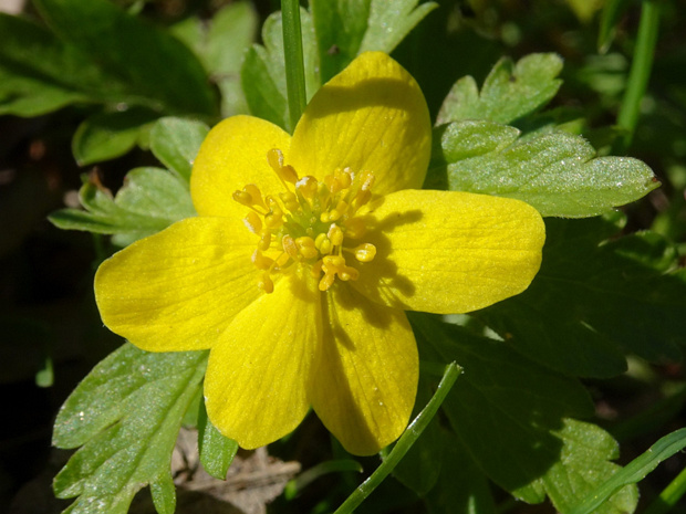 Ветренница лютиковая - Anemone ranunculoides