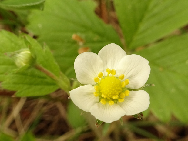 Земляника лесная - Fragaria vesca