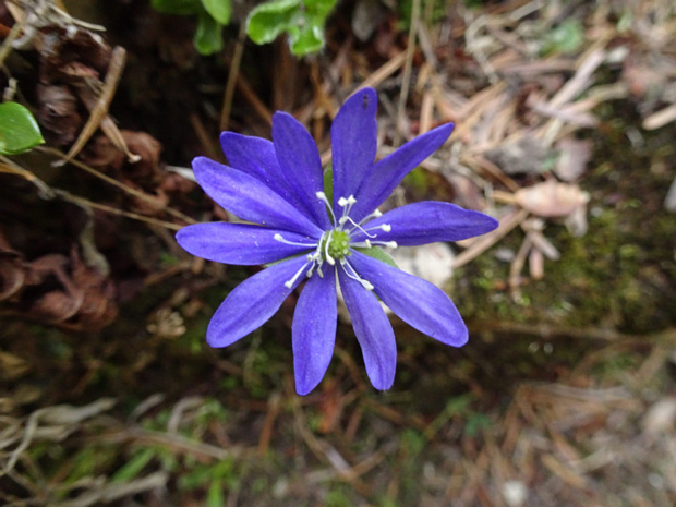 11 вместо 6 лепестков - 11 vs 6 petalled