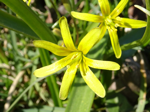 7 вместо 6 лепестков - 7 vs 6 petalled