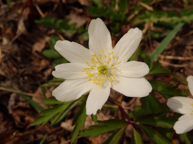 8 вместо 6 лепестков - 8 vs 6 petalled